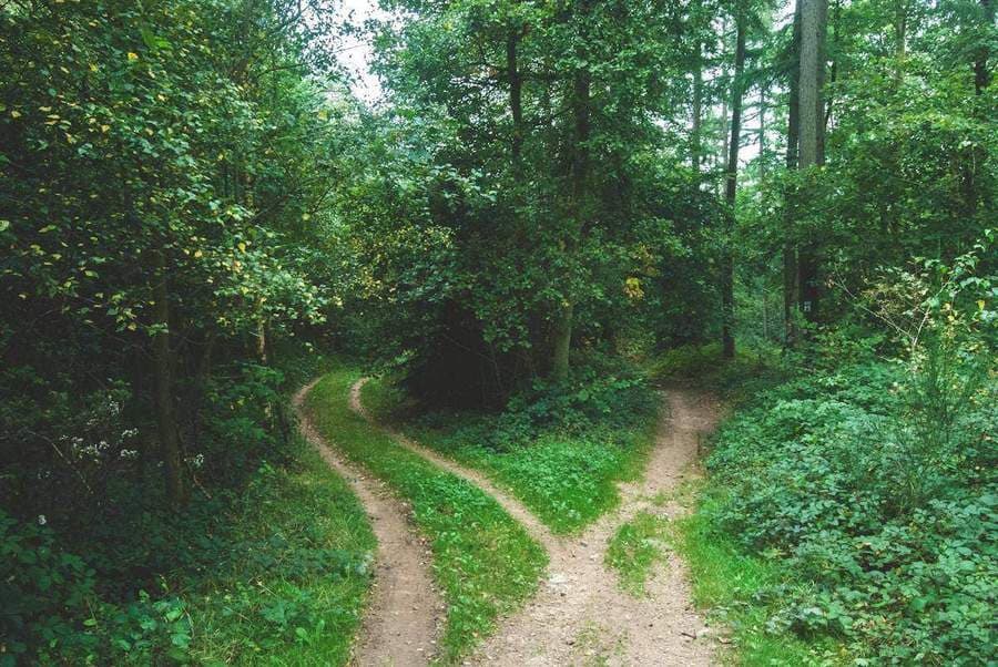 Forest path forking into two directions representing choosing between ad types
